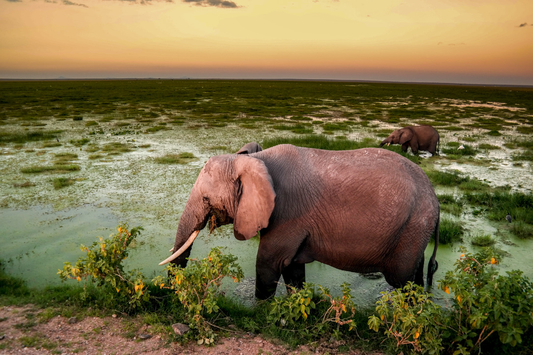 Elephant,Eats,While,The,Sun,Sets,In,Amboseli,National,Park