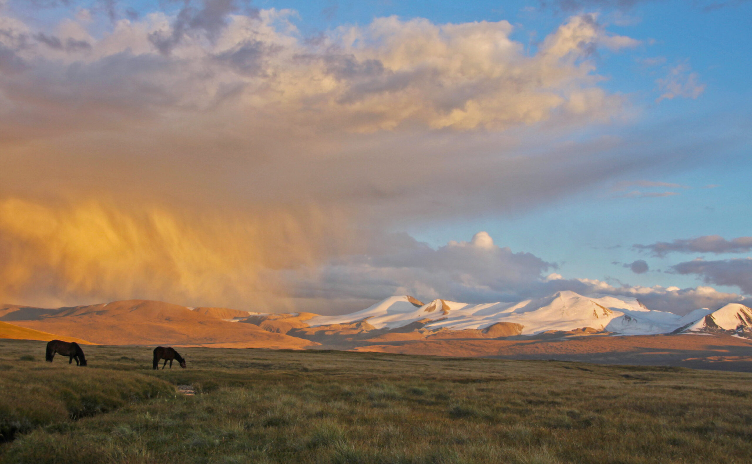 Grazing horses at sunset, plateau Ukok, the junction of Russian, Mongolian and Chinese boarders