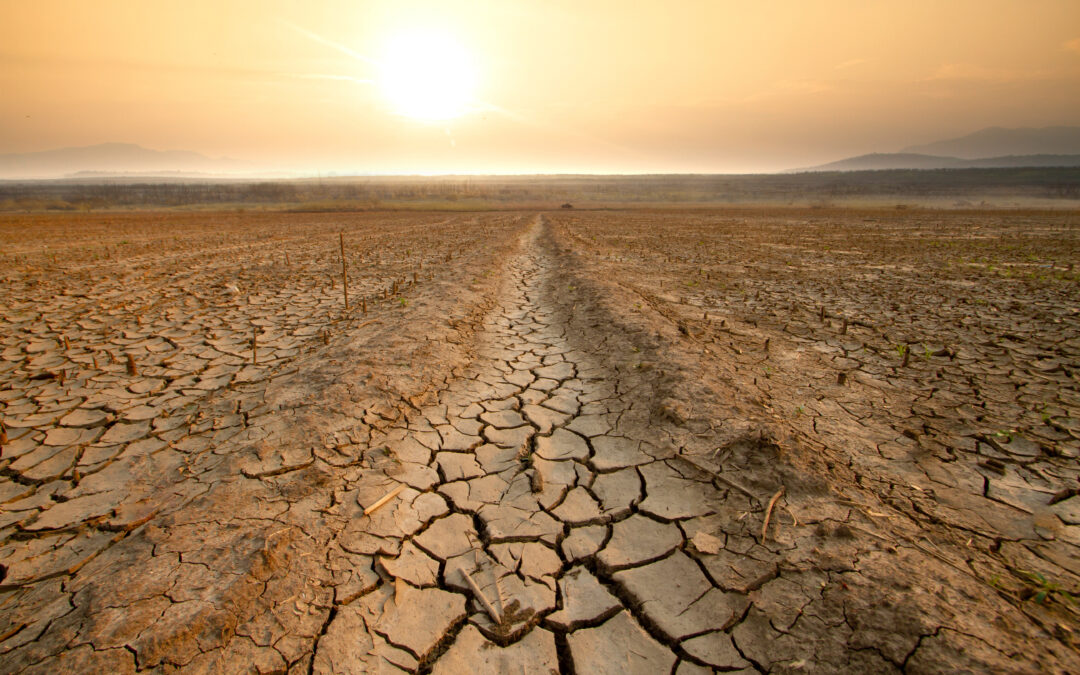 Global Action to Restore Lands: UN Meeting Addresses Land Degradation and Drought Resilience